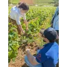 Déroulé des ateliers immersifs Les Epicurieuses - Visite de vignes